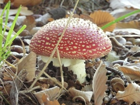 Toadstool