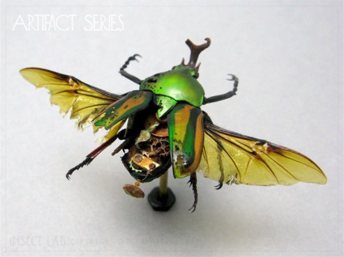 DistressedEudicella2015web